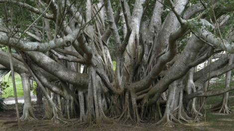 The Great Banyan Tree located in Acharya Jagadish Chandra Bose Indian Botanical Garden in Shibpur, (1)