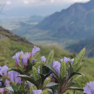 Protection of Neelakurinji