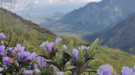 The,Mass,Flowering,Of,Neelakurinji,Creates,A,Breathtaking,Sight,When