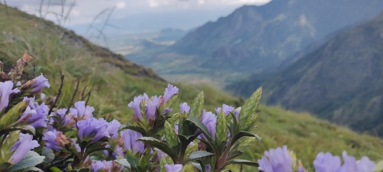 The,Mass,Flowering,Of,Neelakurinji,Creates,A,Breathtaking,Sight,When