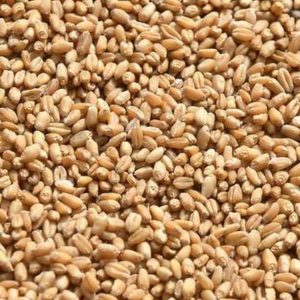 Bhalia Wheat