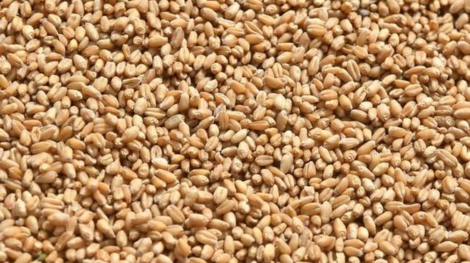 Bhalia Wheat