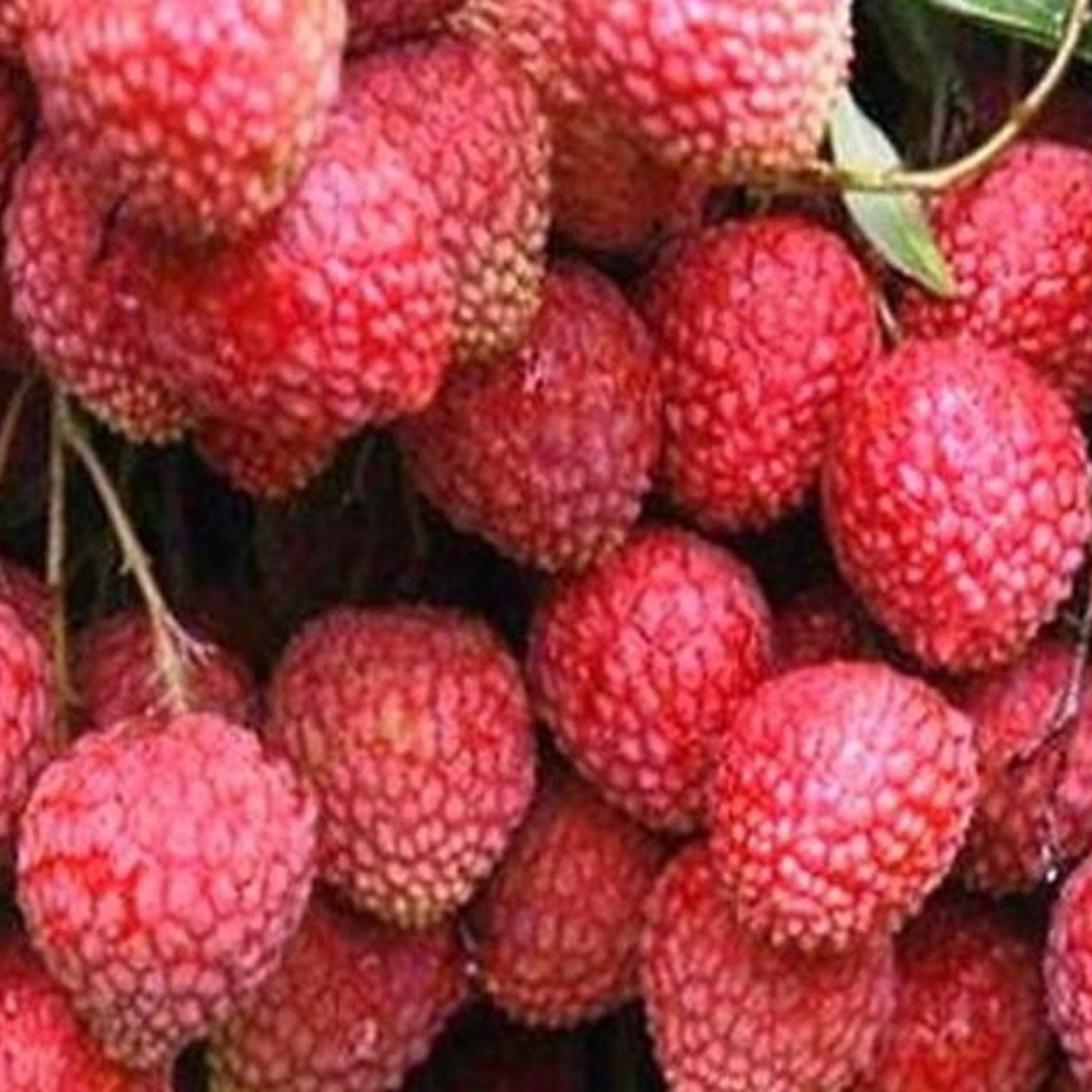 shahi-litchi-of-bihar-jyothik