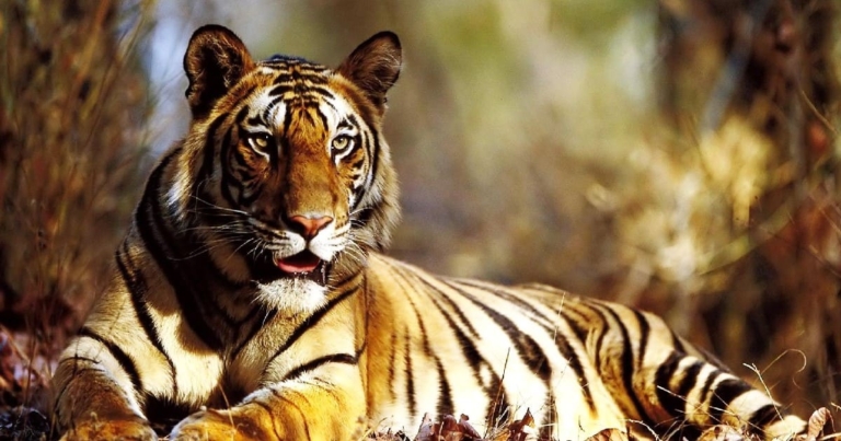 Tiger Corridor in Rajasthan