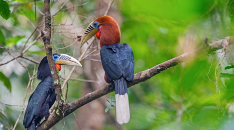 Manas,National,Park,,Assam,,India.,Rufous-necked,Hornbill,,Aceros,Nipalensis,,Vulnerable