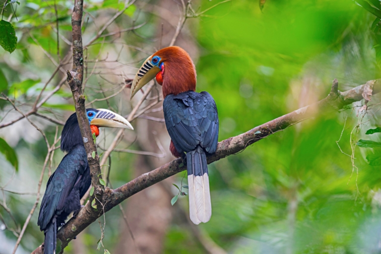 Manas,National,Park,,Assam,,India.,Rufous-necked,Hornbill,,Aceros,Nipalensis,,Vulnerable