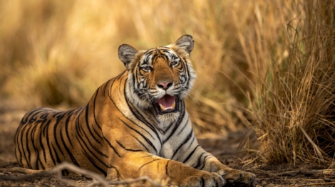 eye level shot of wild female bengal tiger or tigress close up or portrait with eye contact in hot summer season safari at ranthambore national park sawai madhopur rajasthan india - panthera tigris