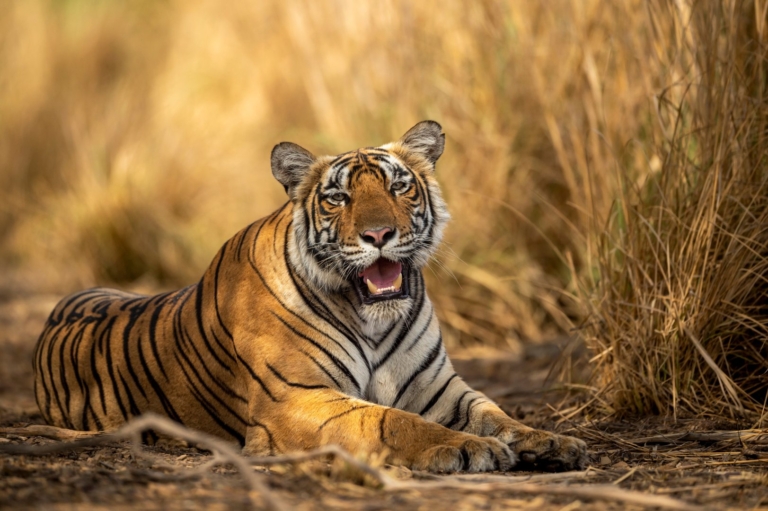 eye level shot of wild female bengal tiger or tigress close up or portrait with eye contact in hot summer season safari at ranthambore national park sawai madhopur rajasthan india - panthera tigris