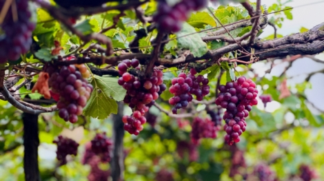 Jenivilas,Grape,Field,,Cumbum,Tamilnadu