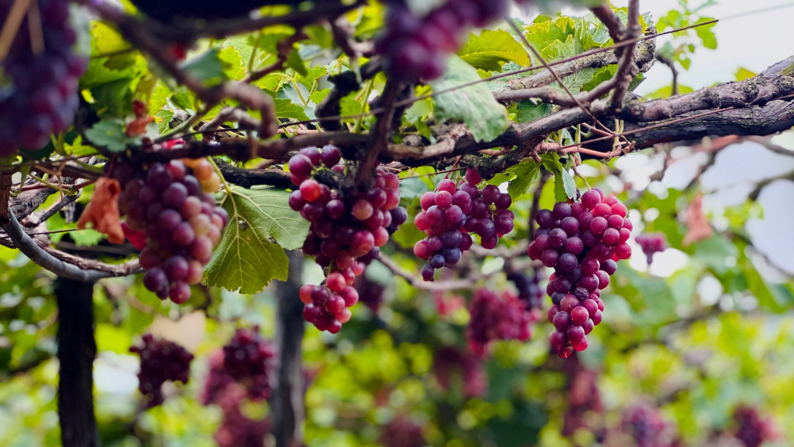 Cumbum grapes