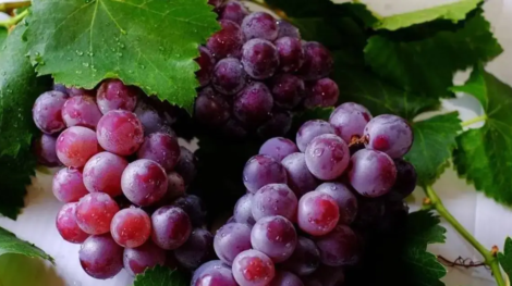 Cumbum grapes(Panner Thratchai)