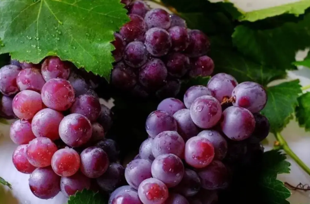 Cumbum grapes(Panner Thratchai)