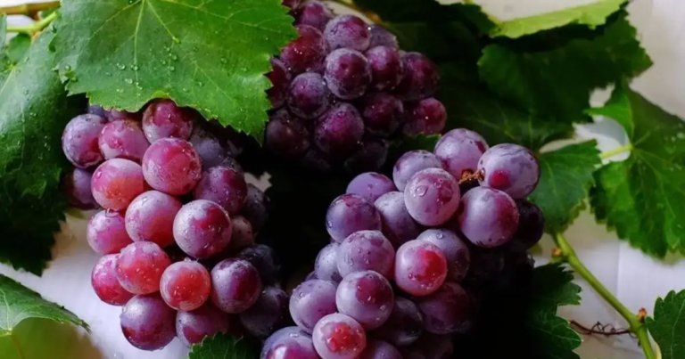 Cumbum grapes(Panner Thratchai)