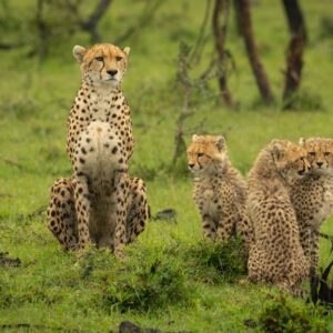 Cheetah reintroduction 2022 in India