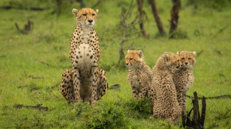 Cheetah,And,Three,Cubs,Sitting,On,Grass