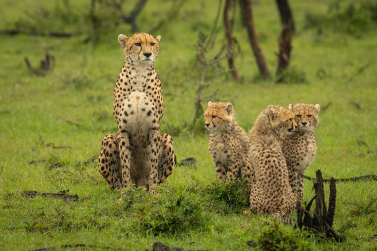 Cheetah,And,Three,Cubs,Sitting,On,Grass